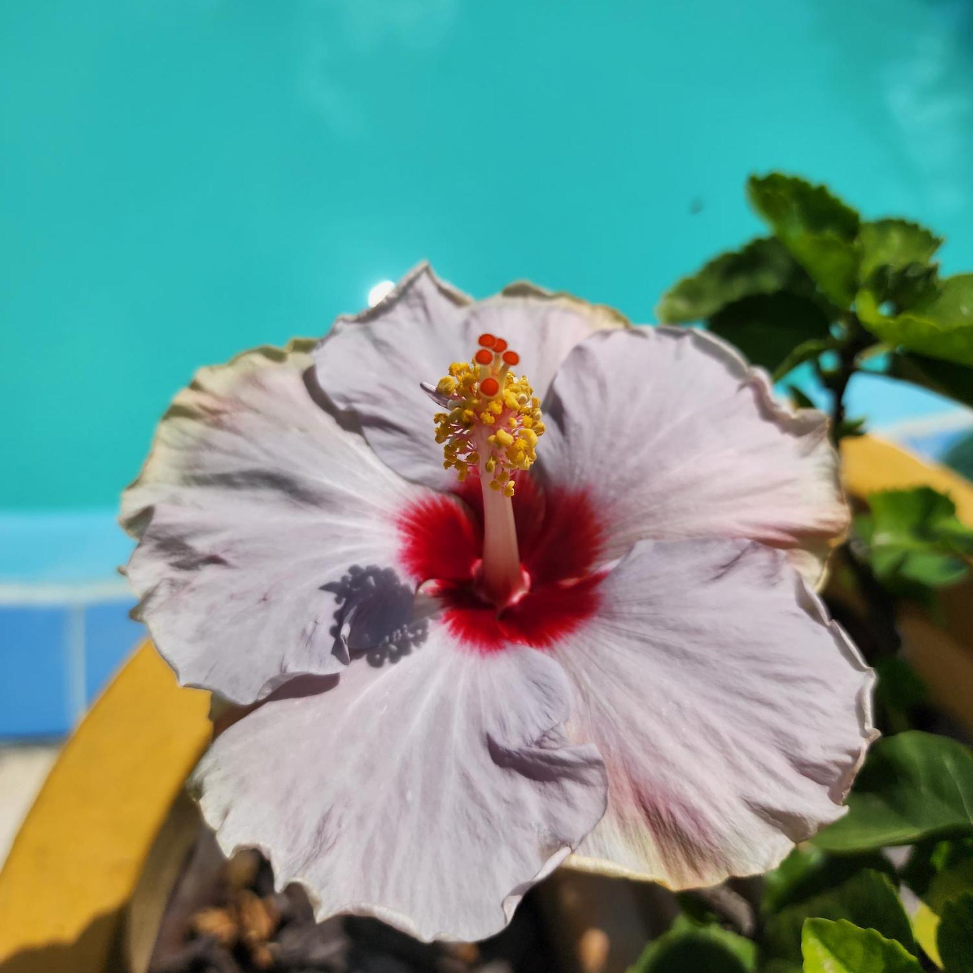 Mandala Dreams Pousada E Portal Holistico Maceió Exteriér fotografie
