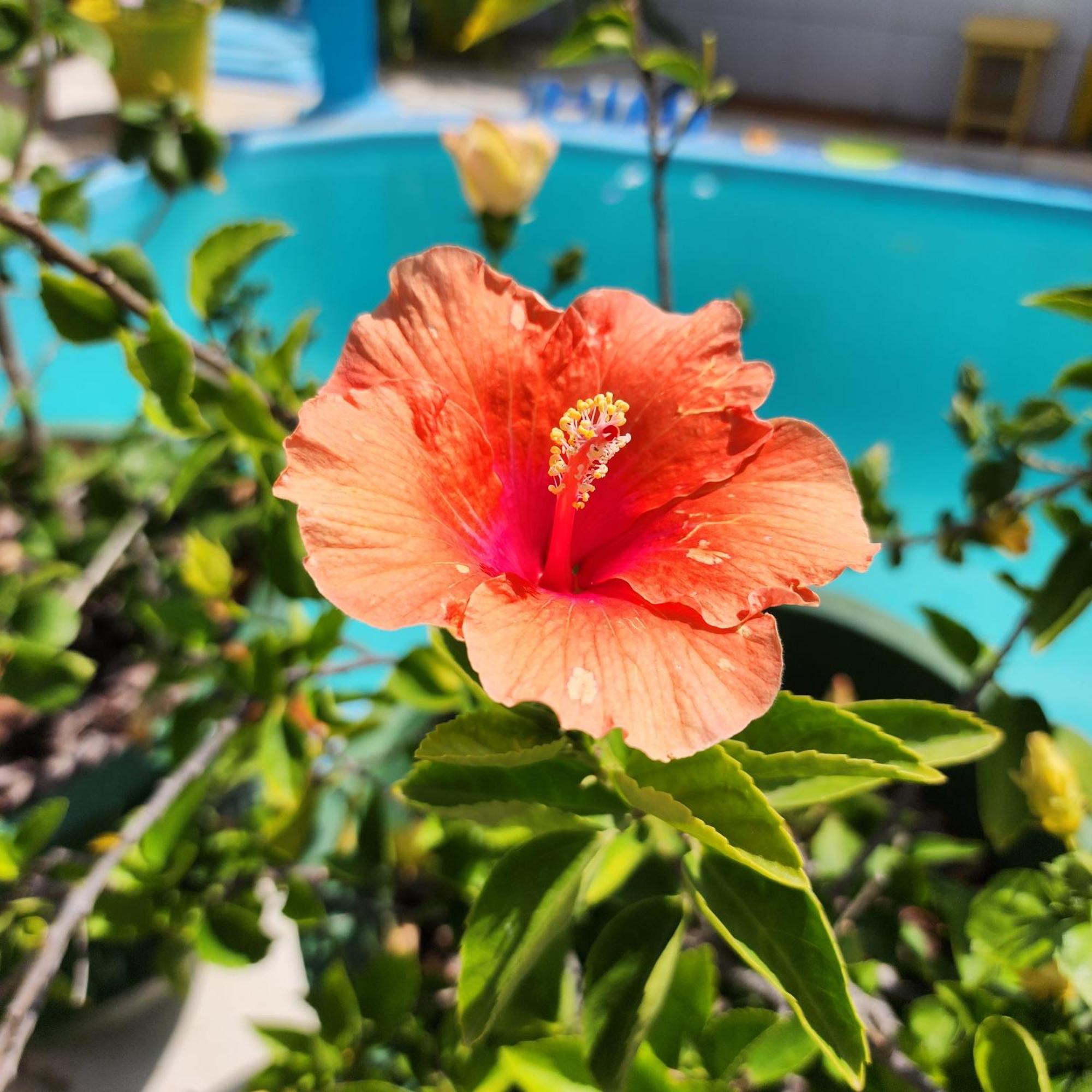 Mandala Dreams Pousada E Portal Holistico Maceió Exteriér fotografie
